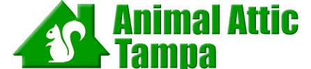 Animal Attic Tampa